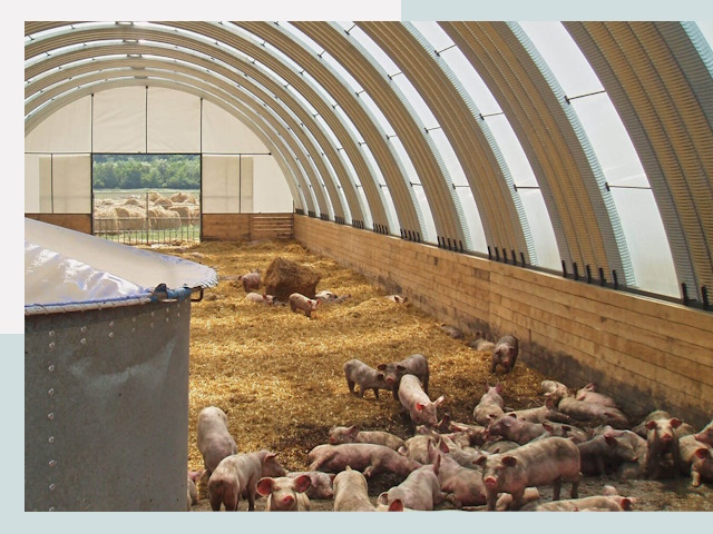 Строительство свинарников в Махачкале